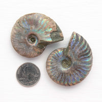 Ammonite - Light Iridescence