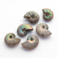 ammonite