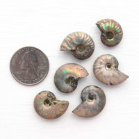 Ammonite - Light Iridescence