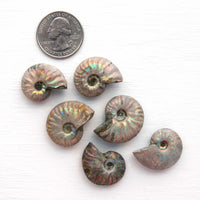 Ammonite - Light Iridescence