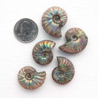 Ammonite - Light Iridescence