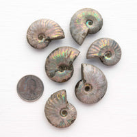 Ammonite - Light Iridescence