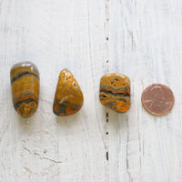 Jasper - Bumble Bee, Tumbled, A-Grade