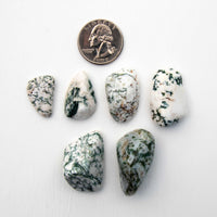 Agate, Tree - Tumbled