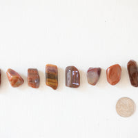 Petrified Wood - Tumbled Stone(s)