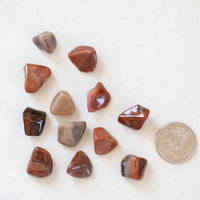 Petrified Wood - Tumbled Stone(s)
