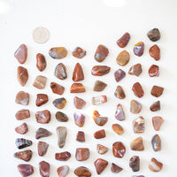 Petrified Wood - Tumbled Stone(s)