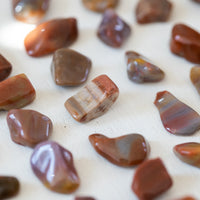 Petrified Wood - Tumbled Stone(s)