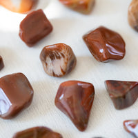 Petrified Wood - Tumbled Stone(s)