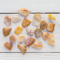 Agatized Coral - Tumbled