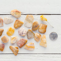 Agatized Coral - Tumbled