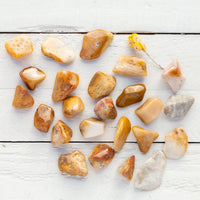 Agatized Coral - Tumbled