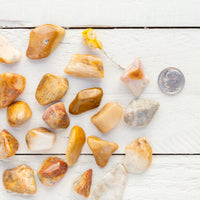 Agatized Coral - Tumbled