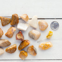 Agatized Coral - Tumbled