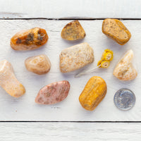 Agatized Coral - Tumbled