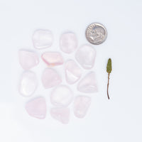 Rose Quartz - Girasol, Tumbled