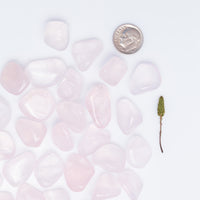 Rose Quartz - Girasol, Tumbled
