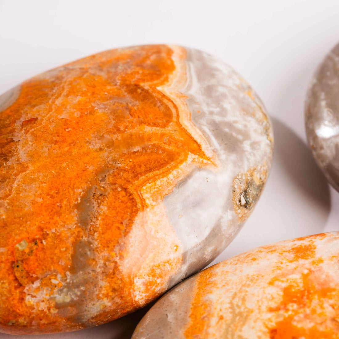 Jasper - Bumble Bee- Palms