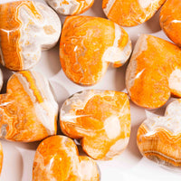 Jasper - Bumble Bee, Dark & Light Hearts