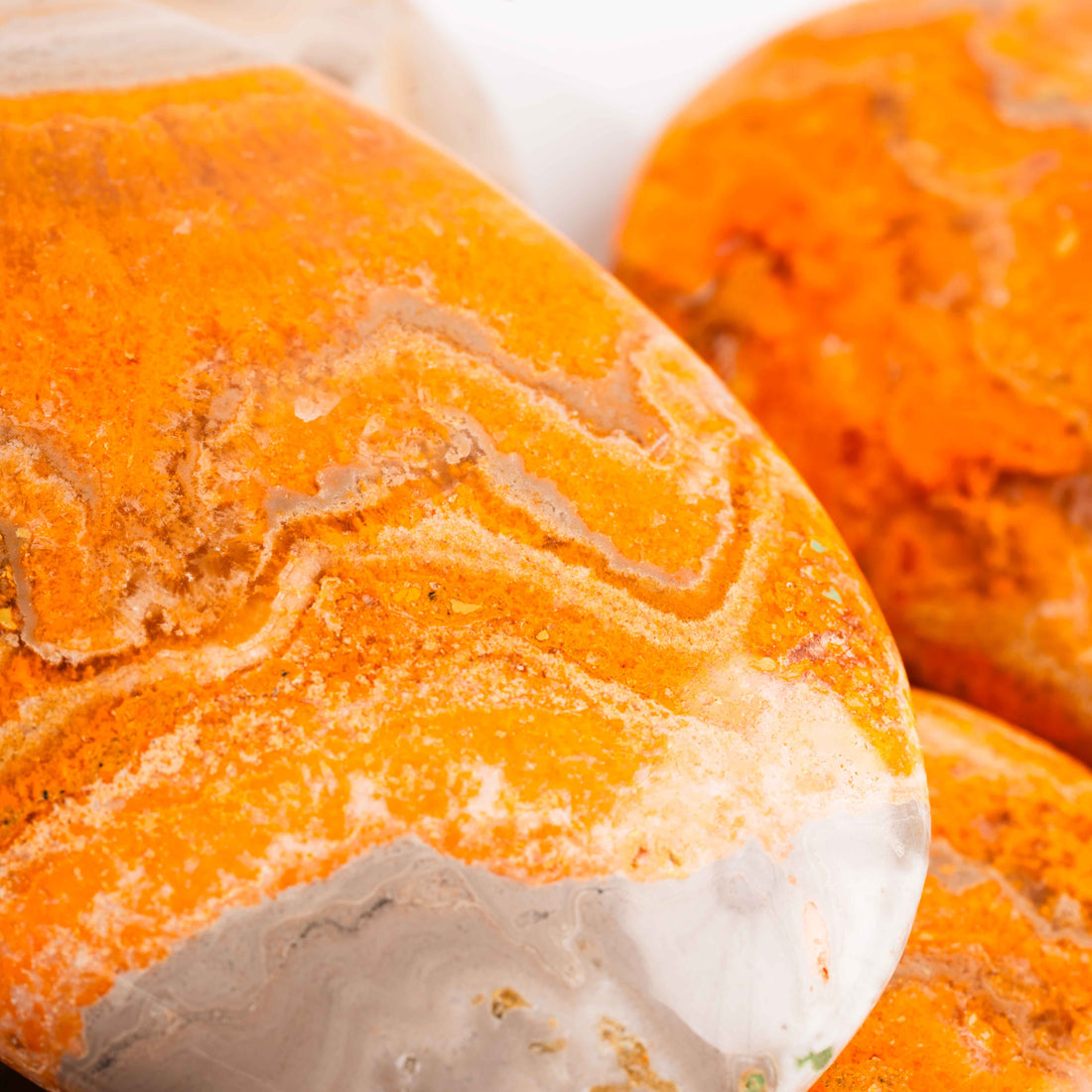 Jasper - Bumble Bee- Palms