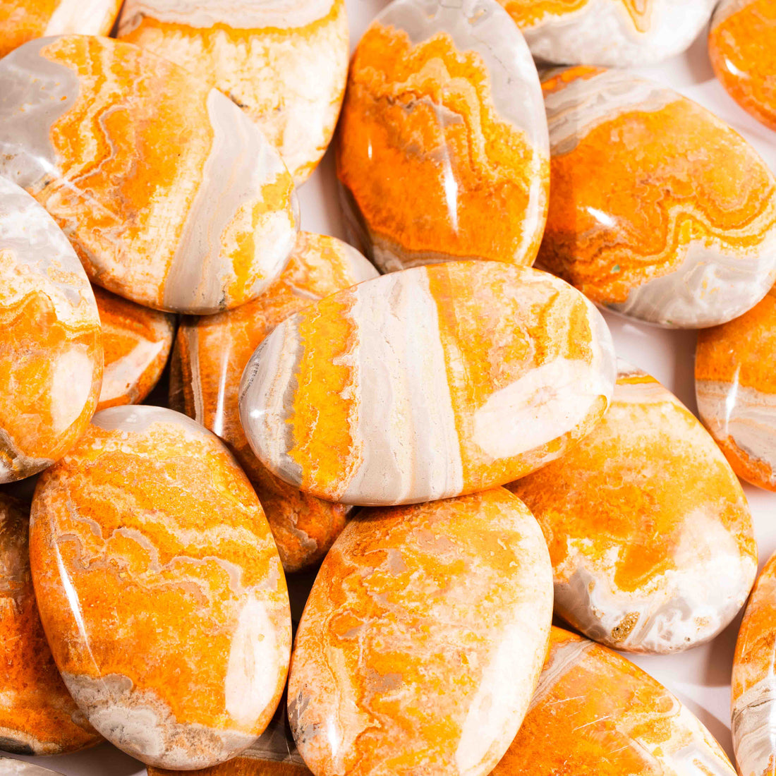 Jasper - Bumble Bee- Palms