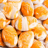 Jasper - Bumble Bee- Palms