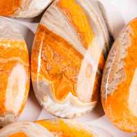 Jasper - Bumble Bee- Palms