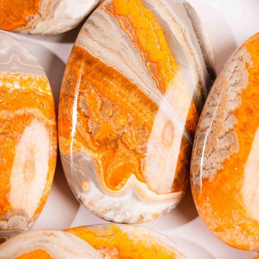 Jasper - Bumble Bee- Palms