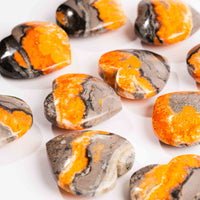 Jasper - Bumble Bee, Dark & Light Hearts