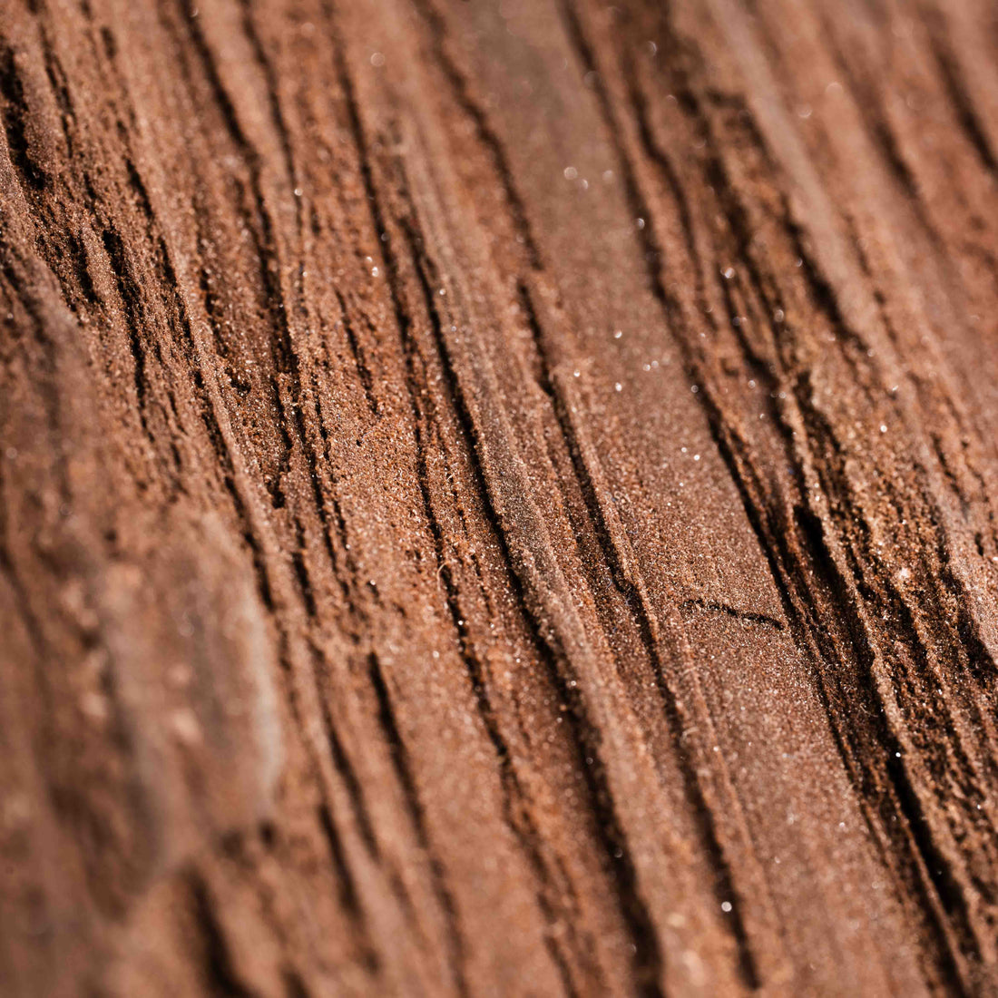 German Fairy Wood - Statement Piece