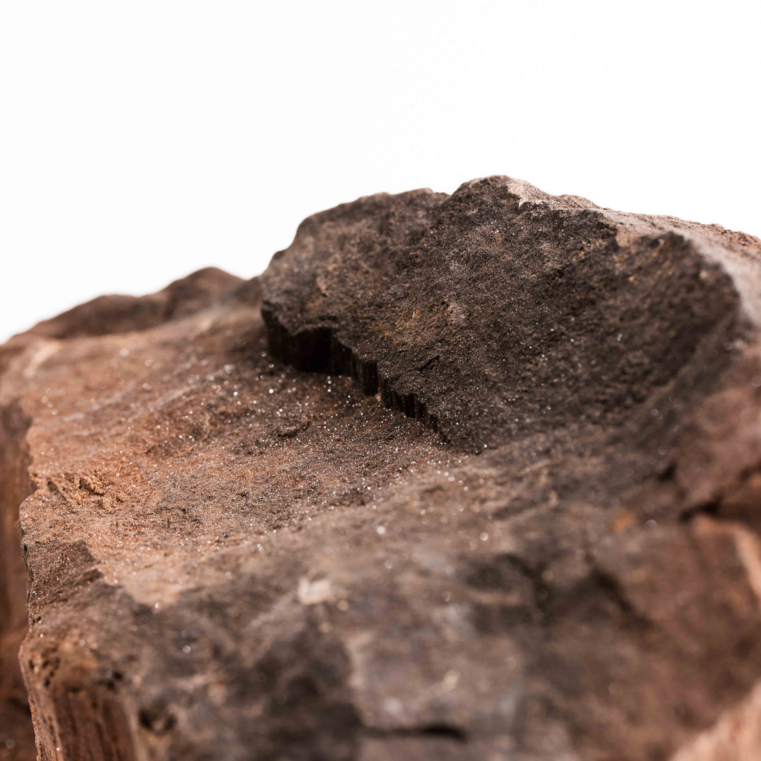 German Fairy Wood - Statement Piece