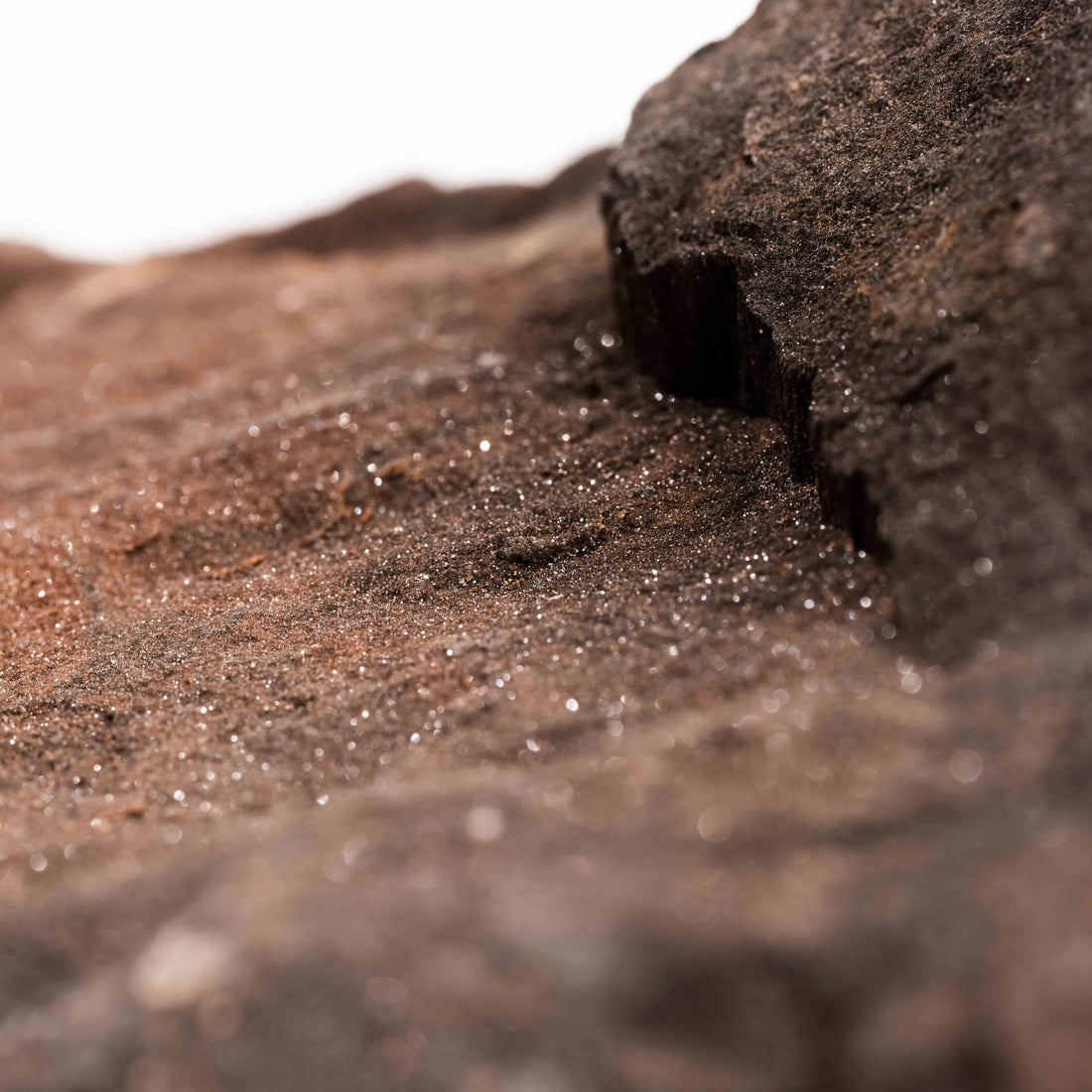 German Fairy Wood - Statement Piece