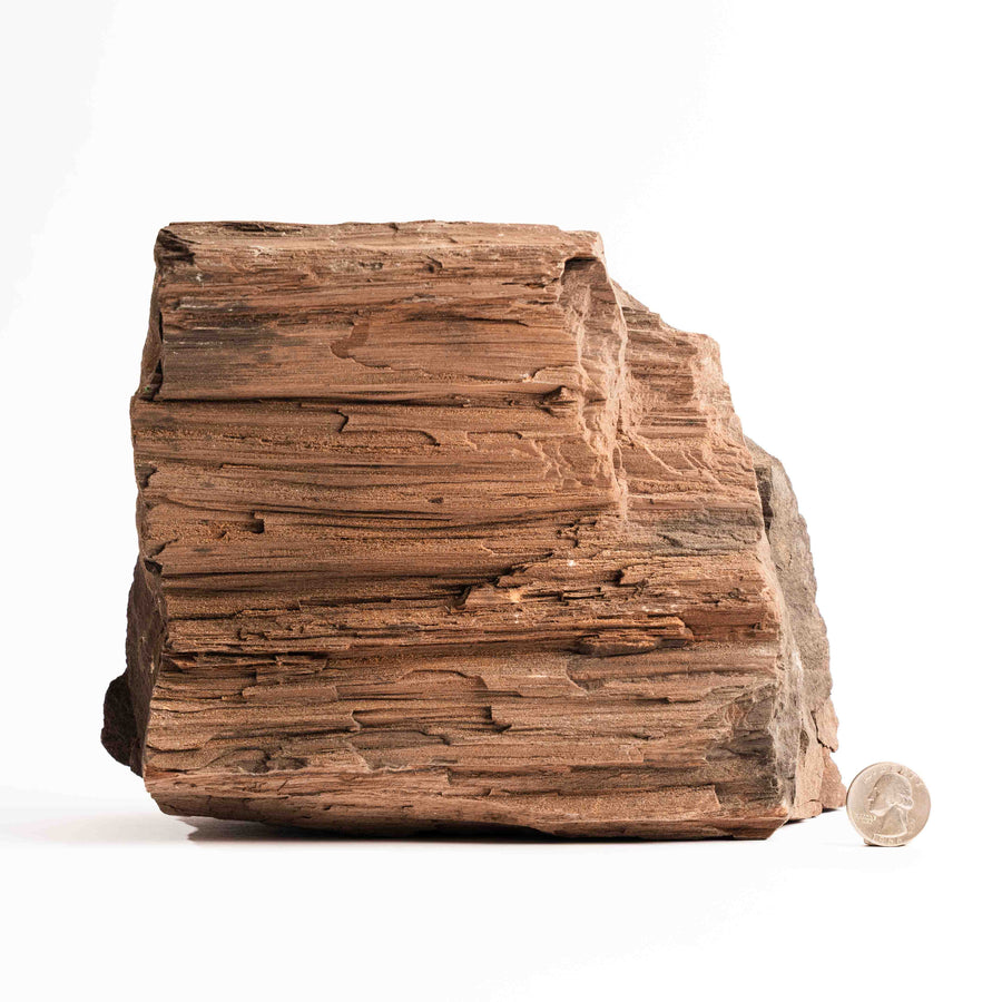 German Fairy Wood - Statement Piece