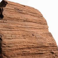 German Fairy Wood - Statement Piece