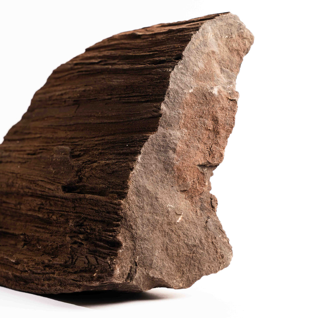 German Fairy Wood - Statement Piece