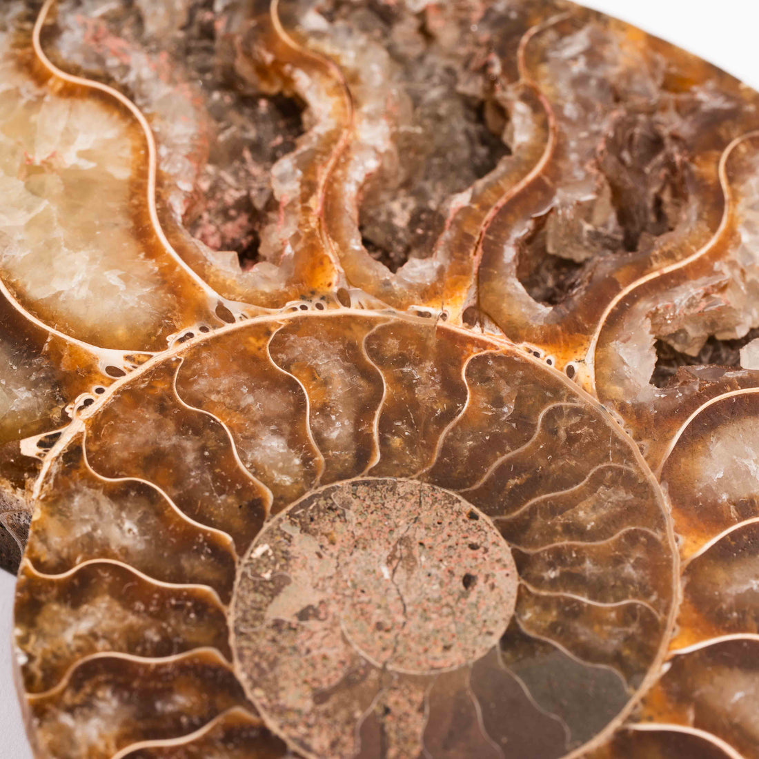 Ammonite