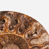 Ammonite