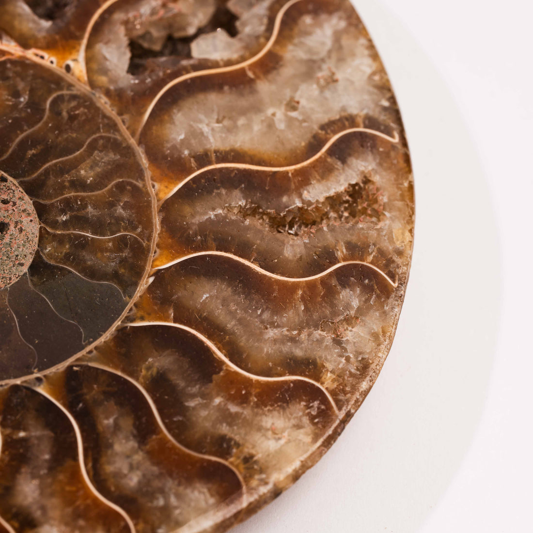 Ammonite