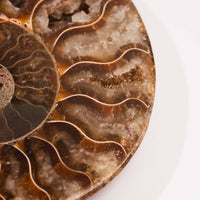 Ammonite