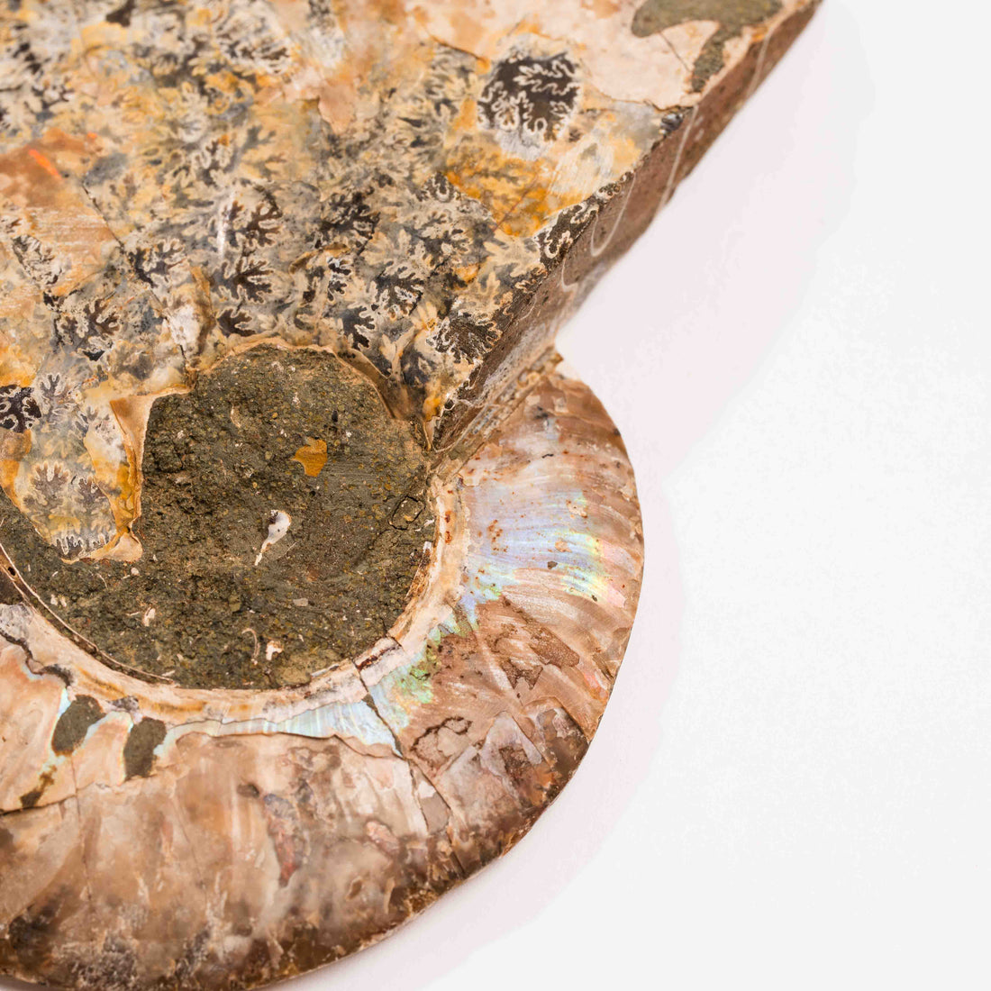 Ammonite