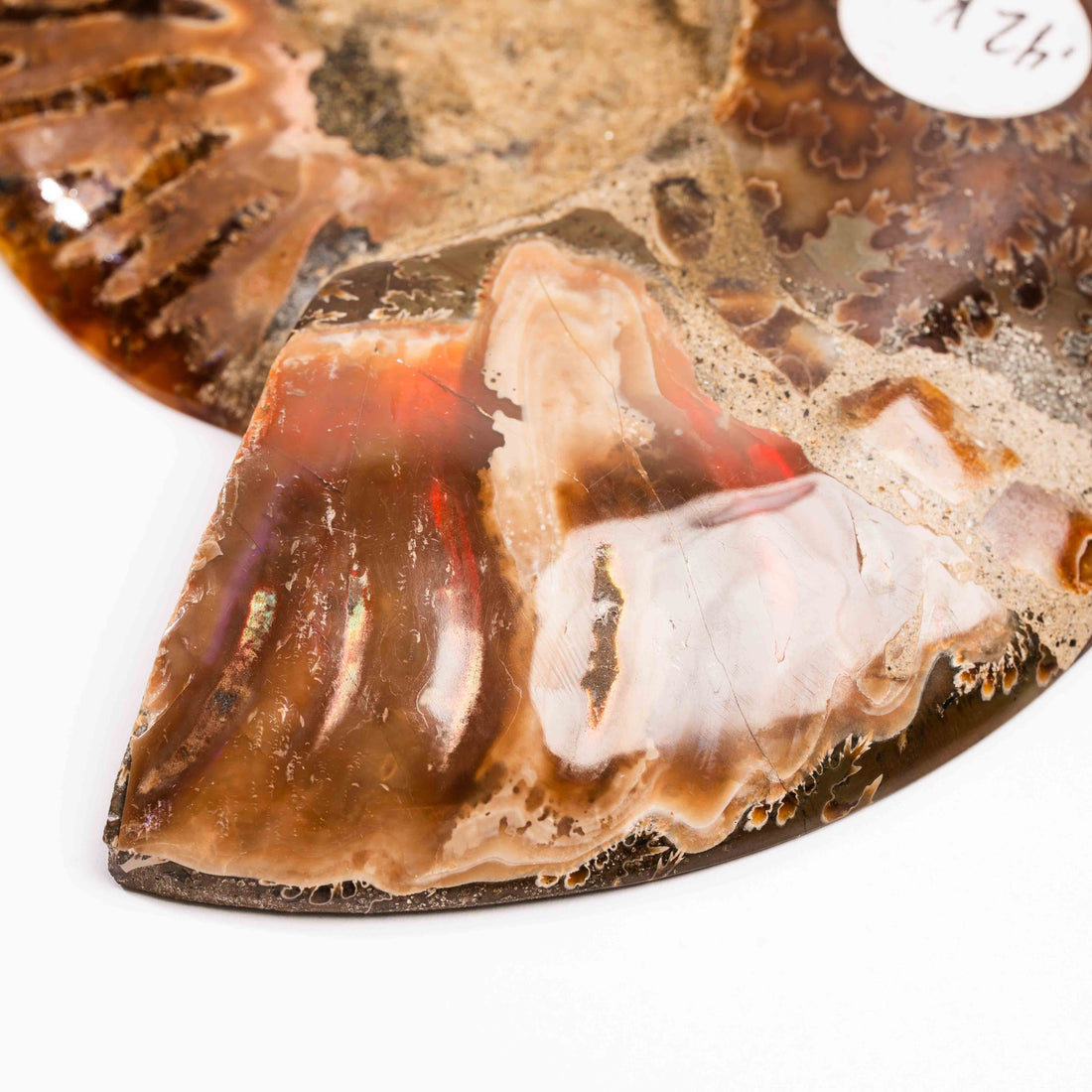 Ammonite