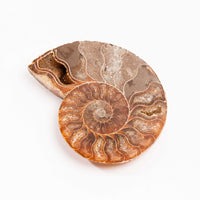 Ammonite