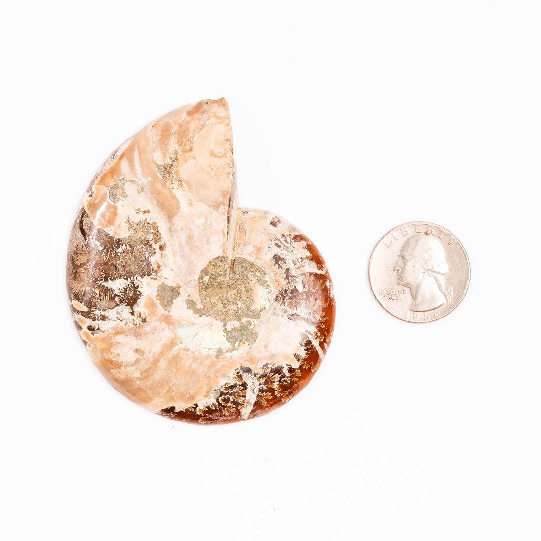 Ammonite