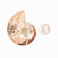 Ammonite