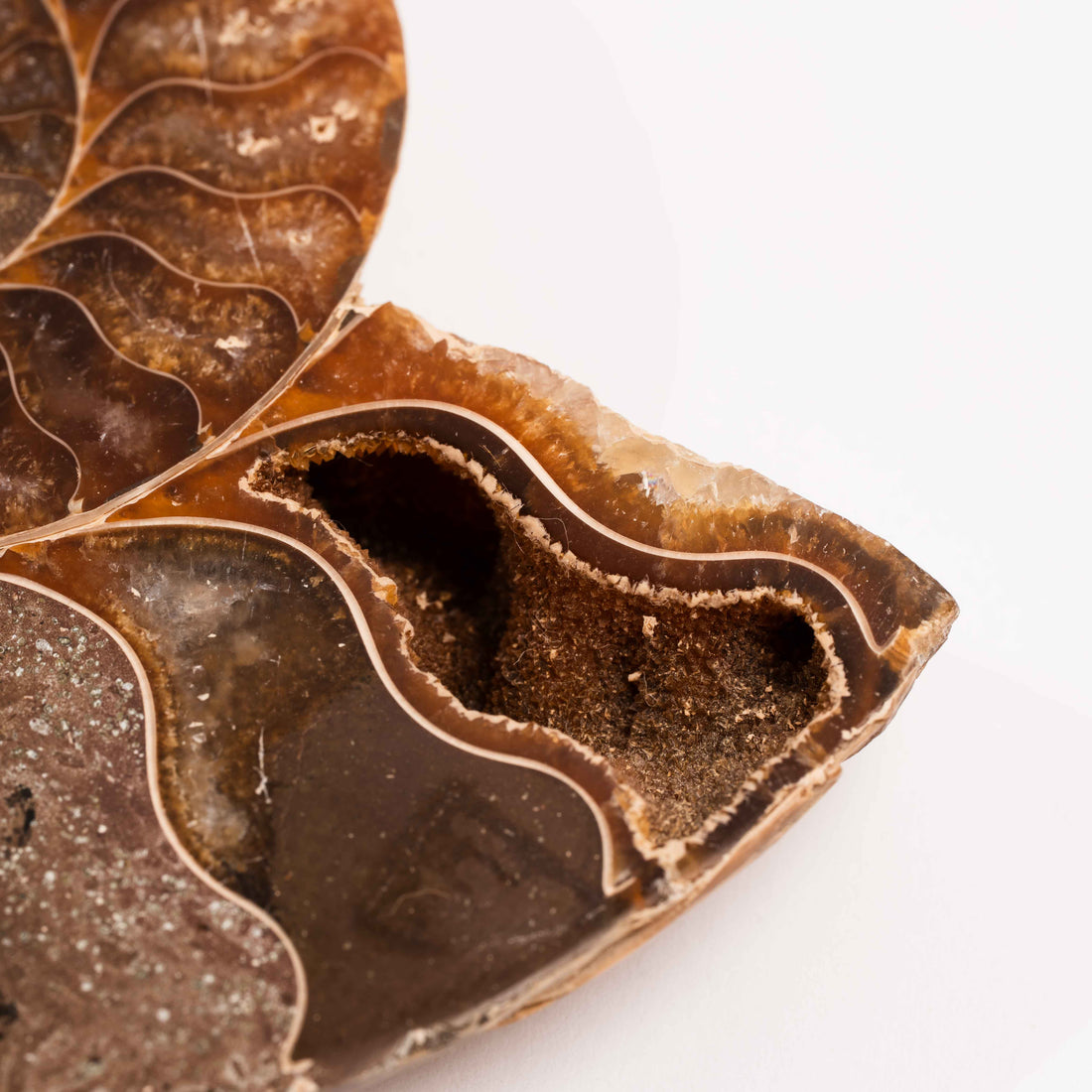 Ammonite