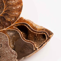 Ammonite