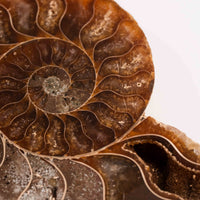 Ammonite