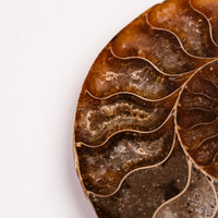 Ammonite