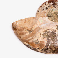Ammonite
