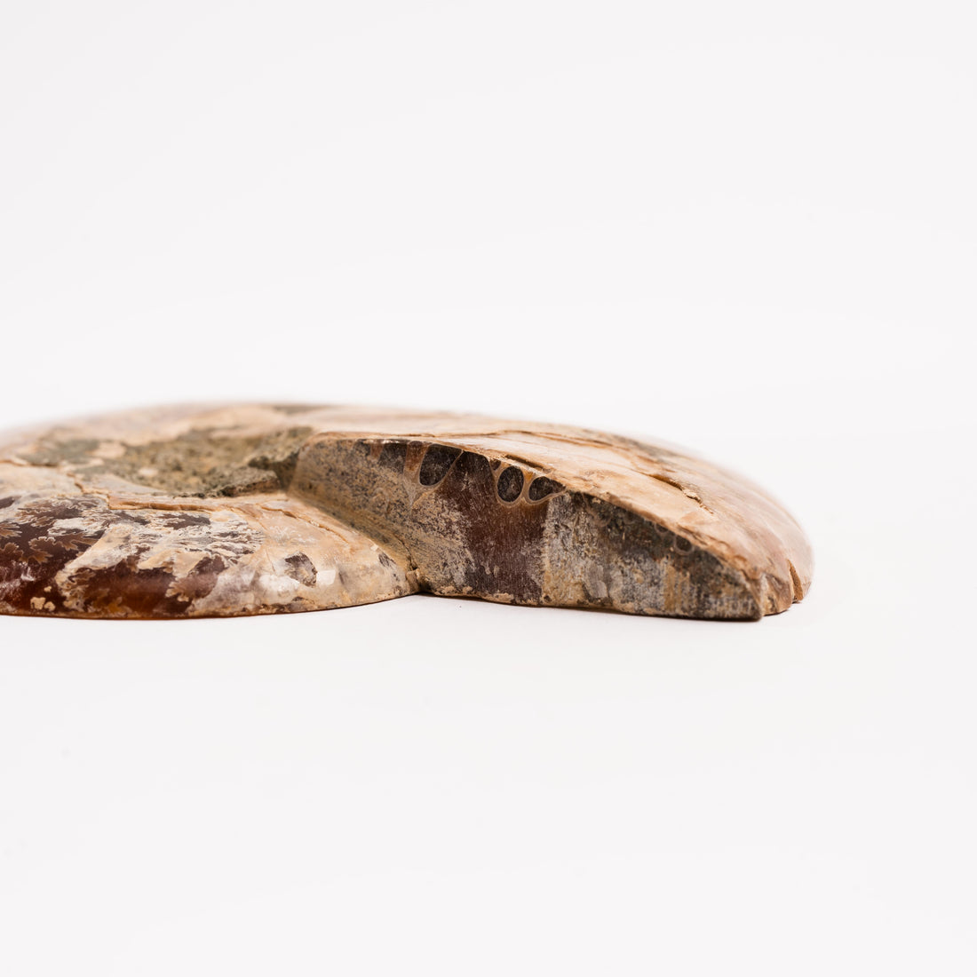 Ammonite